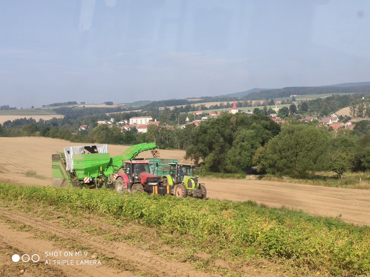 Sklizeň brambor